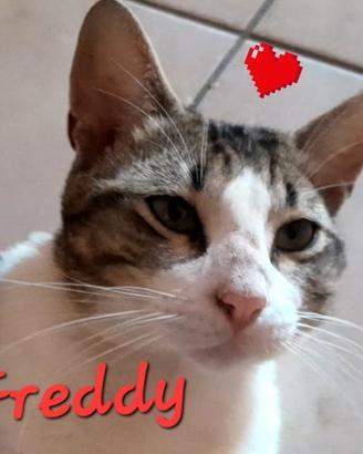 FREDDY un amore di micio