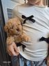 barboncini-mini-toy-anche-a-r-a-t-e-in-tt-i-t-a