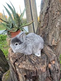 Conigli nani testa di leone