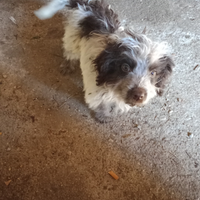 Cucciolo nato il 27/062025