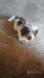 Cucciolo nato il 27/062025