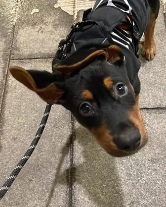 Cucciolo 8 mesi Milano
