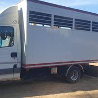 Daily trasporto animali