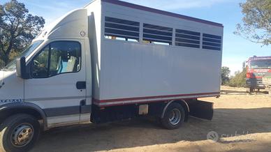 Daily trasporto animali