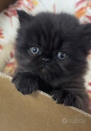 Gatto Persiano Puro