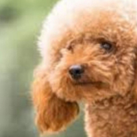 Barboncina albicocca taglia mini Toy di 7 mesi