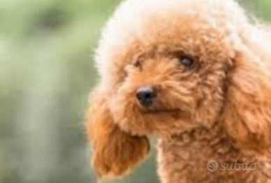 Barboncina albicocca taglia mini Toy di 7 mesi