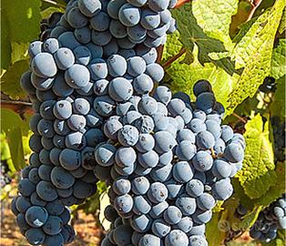 uva Cannonau e Cagnulari 