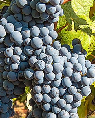 uva Cannonau e Cagnulari 
