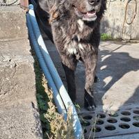 Dono Cane di mannara 4 anni (CT)