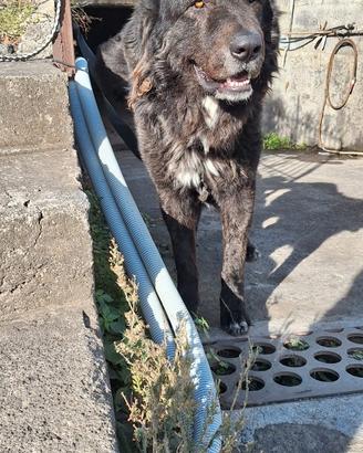 Dono Cane di mannara 4 anni (CT)