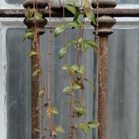 piantine di Pervinca (Vinca Minor)