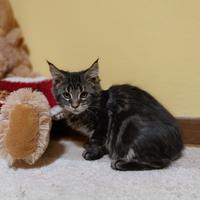 Cuccioli di Maine coon