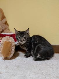 Cuccioli di Maine coon