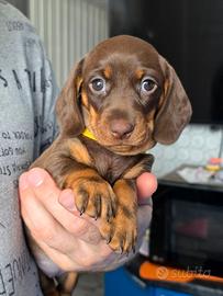 Bassotti cuccioli