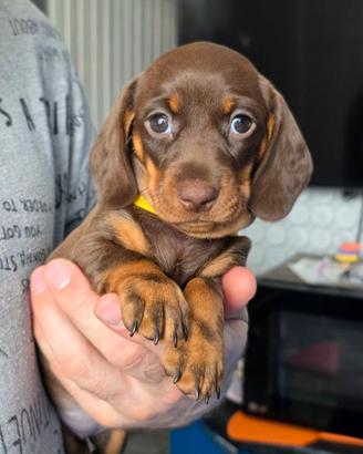 Bassotti cuccioli