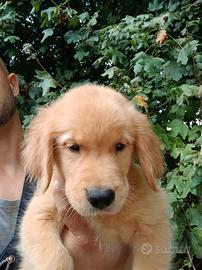 Ultime 2 femmine di Golden Retriever