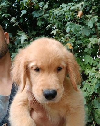 Ultime 2 femmine di Golden Retriever