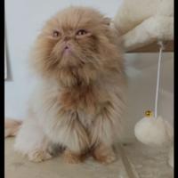 Gatto persiano