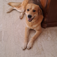 Cane buono