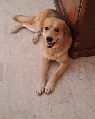 Cane buono