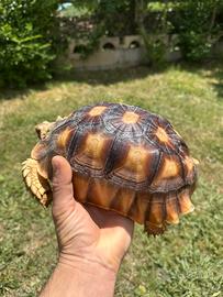 Geochelone Sulcata