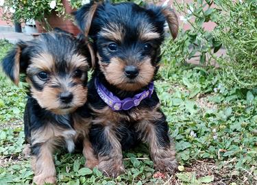 Yorkshire terrier