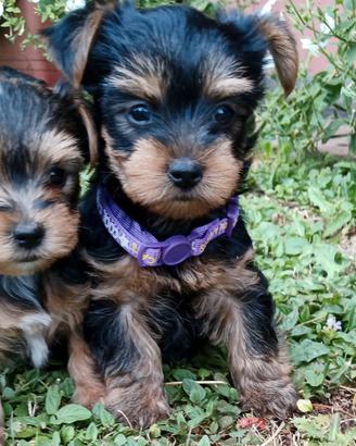 Yorkshire terrier