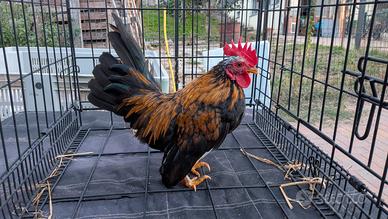 Serama Europea