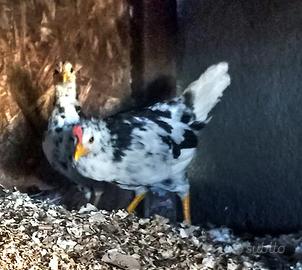 Galline razza Ancona