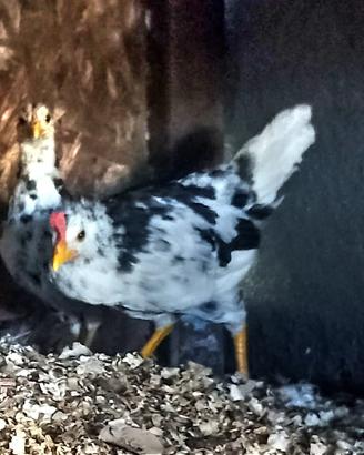 Galline razza Ancona