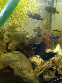 Pesci per acquario ciclidi Malawi maturi