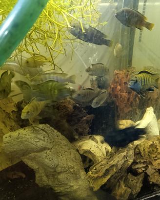 Pesci per acquario ciclidi Malawi maturi
