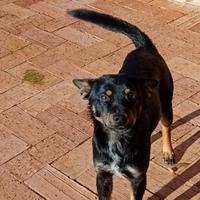 Cagnolino taglia piccola