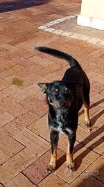 Cagnolino taglia piccola