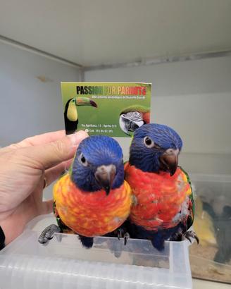 Pappagalli Lorichetto Arcobaleno DA IMBECCO