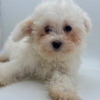 Barboncino mini toy e Toy bianco pedigree