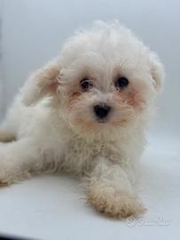 Barboncino mini toy e Toy bianco pedigree