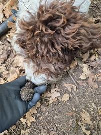 Lagotto romagnolo maschio pedigree