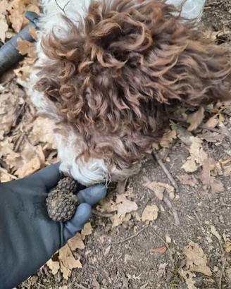 Lagotto romagnolo maschio pedigree