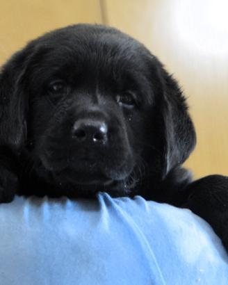 Cuccioli di LABRADOR RETRIEVER