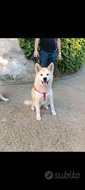 Akita Inu