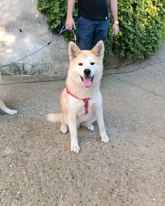 Akita Inu