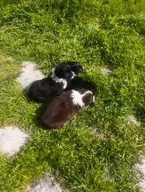 Cuccioli border collie