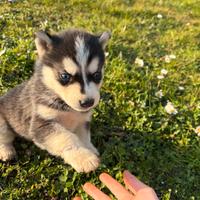 Cuccioli di HUSKY