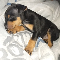 Cucciolo di peancher