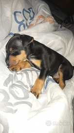 Cucciolo di peancher