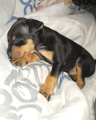 Cucciolo di peancher