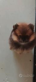 Spitz tedesco nano