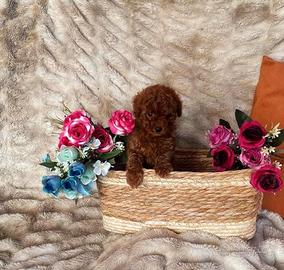 Cucciolo barboncino toy red